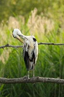 5296 Ardea cinerea (Airone cenerino)